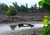 GAKKUM Akan Tinjau Lokasi Pengrusakan Mangrove Desa Polo