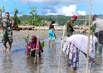 Jaga Ekosistem Kodim 1308/LB Rehabilitasi Mangrove