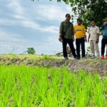 Bupati Tinjau Lahan Sawah Terancam Kering di Toili dan Moilong