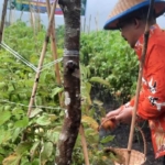 Bupati Amirudin Apresiasi Ponpes Agribisnis Darussalam 3