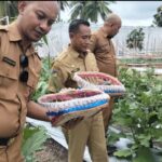 Kembangkan Kampung Sayur DTPHP Banggai Targetkan 5 Hektar Perkecamatan