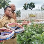 Hasil Produksi Pajali 2024 di Banggai Meningkat