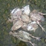 Belasan Orang Pemilik Ternak Ayam Potong di Batui Dipolisikan