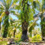 Petani Sawit Toili Resah Harga per TBS Lebih Tinggi di Morowali Utara