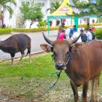 Dinas TPHP Kurban Belasan Sapi