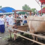 Bupati Amirudin Serahkan Hewan Kurban Bantuan Presiden