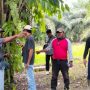 Sengketa Lahan Sawit Batui, Pemerintah dan Perusahaan Lakukan Pengukuran Ulang