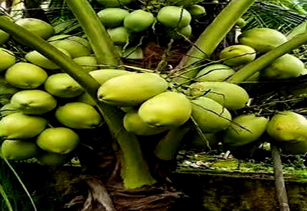 BIBIT KELAPA