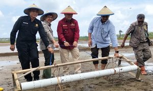 Syukuran tutup tanam padi cetak sawah JOB Tomori
