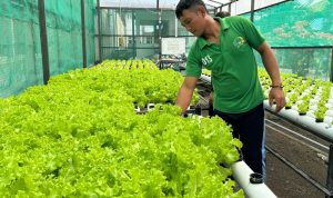 Dari Balik Jeruji ke Pasar Tradisional: Selada Hidroponik Karya Napi Lapas Luwuk Diborong Pengepul