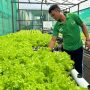 Dari Balik Jeruji ke Pasar Tradisional: Selada Hidroponik Karya Napi Lapas Luwuk Diborong Pengepul