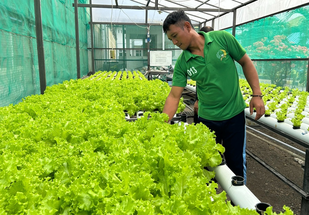 Dari Balik Jeruji ke Pasar Tradisional: Selada Hidroponik Karya Napi Lapas Luwuk Diborong Pengepul
